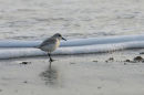 Sanderling
